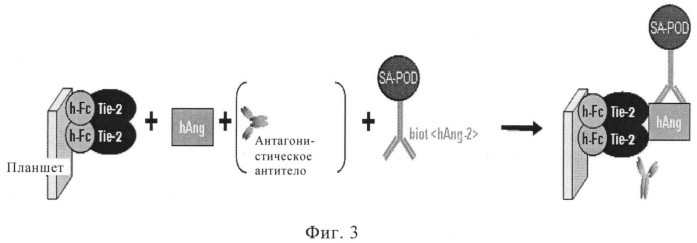 Антитела против ангиопоэтина-2 человека (патент 2569461)