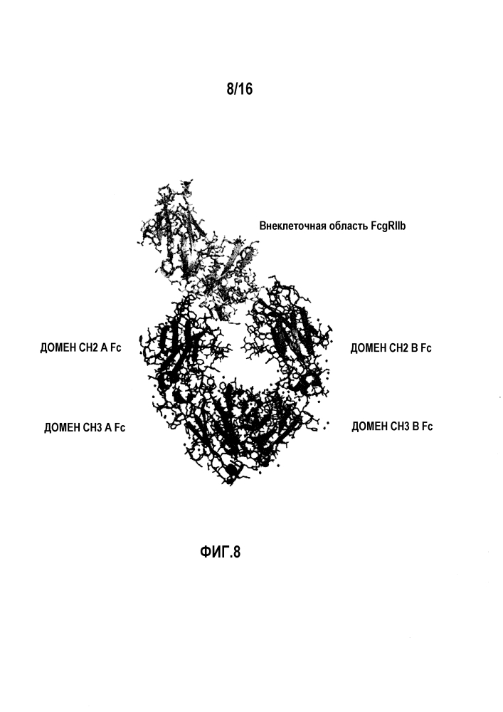 Fcγriib-специфичное fc-антитело (патент 2608504)