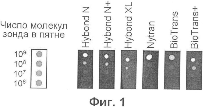 Обнаружение молекулярных колоний посредством гибридизации на мембранах с флуоресцентными зондами (патент 2338787)