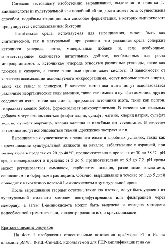 Способ получения l-треонина с использованием бактерии, принадлежащей к роду escherichia, в которой инактивирован ген msba (патент 2392313)