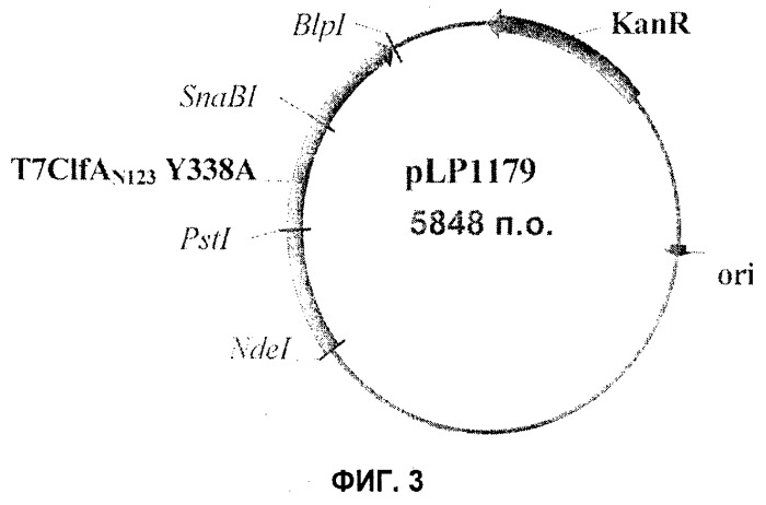 Иммуногенные композиции антигенов staphylococcus aureus (патент 2536981)