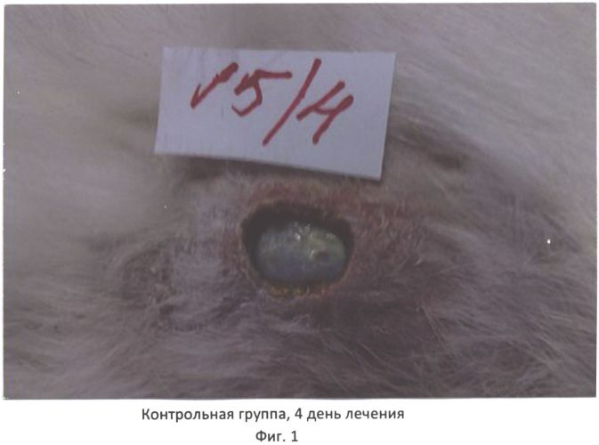 Способ лечения длительно незаживающих гнойных кожных ран и язв (патент 2558518)