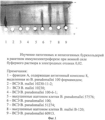 Способ дифференцирования патогенных от непатогенных буркхольдерий (патент 2378360)