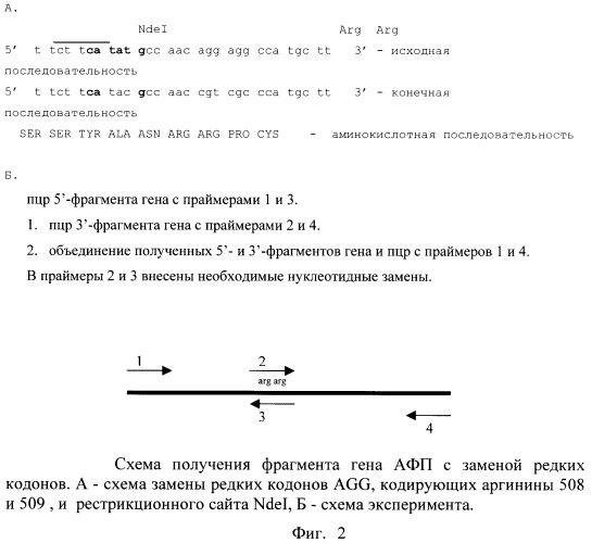 Штамм escherichia coli bl21(de3)/pafp11d3 - продуцент фрагмента с 404 по 609 аминокислоту альфа-фетопротеина человека (патент 2422512)