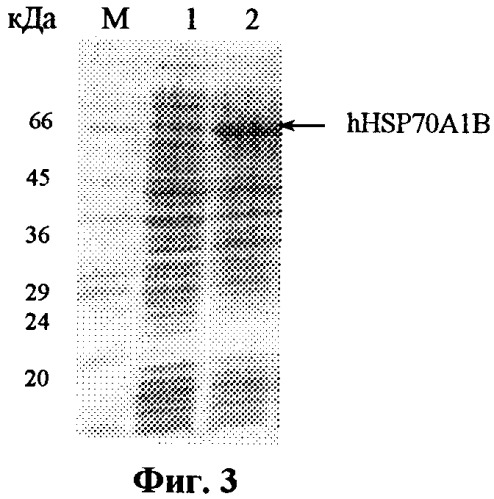 Штамм e.coli bl21(de3)/pet-hhsp70 - продуцент белка теплового шока человека hsp70 (патент 2333956)