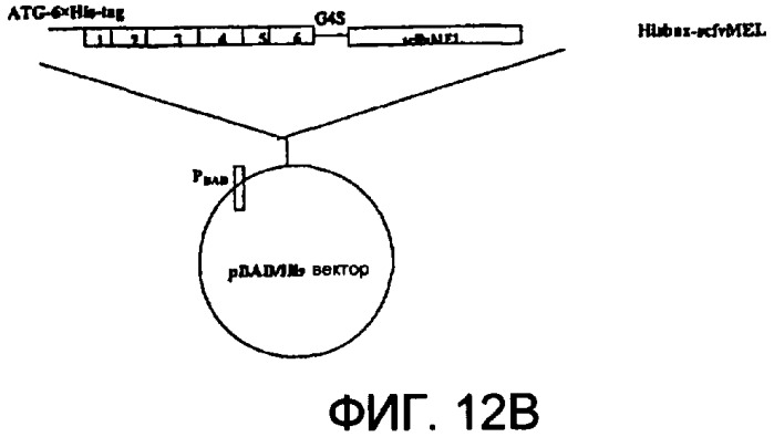 Терапевтические агенты, содержащие проапоптозные белки (патент 2319709)