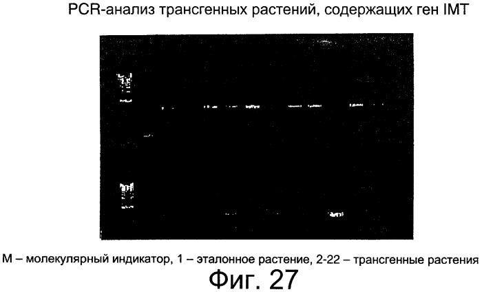 Способы и составы для измерения уровня содержания вторичных продуктов обмена веществ в растениях (патент 2260050)