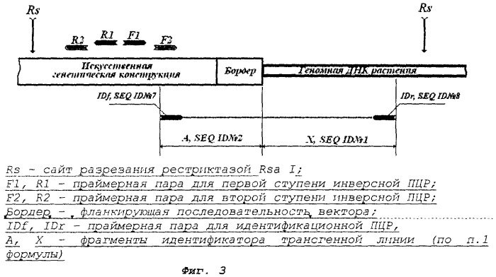 Рекомбинантная полинуклеотидная последовательность, характеризующая уникальный трансформационный акт между генетической конструкцией, включающей ген cryiiia, и геномной днк картофеля сорта елизавета, ее применение и содержащие эту последовательность клетка, трансгенное растение и его потомство (патент 2286385)