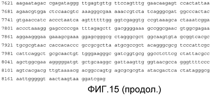Продуцирующие антитела млекопитающие, не являющиеся человеком (патент 2559524)