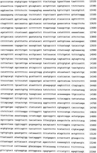 Бактериофаг, обладающий активностью против pseudomonas aeruginosa, белки бактериофага и способы их применения (патент 2580248)