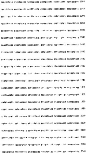 Конструирование рекомбинанта онколитического аденовируса, специфически экспрессирующего иммуномодуляторный фактор gm-csf в опухолевых клетках, и его применение (патент 2361611)