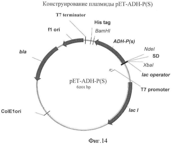 Бактерия семейства enterobacteriaceae - продуцент l-аспарагиновой кислоты или метаболитов, производных l-аспарагиновой кислоты, и способ получения l-аспарагиновой кислоты или метаблитов, производных l-аспарагиновой кислоты (патент 2472853)