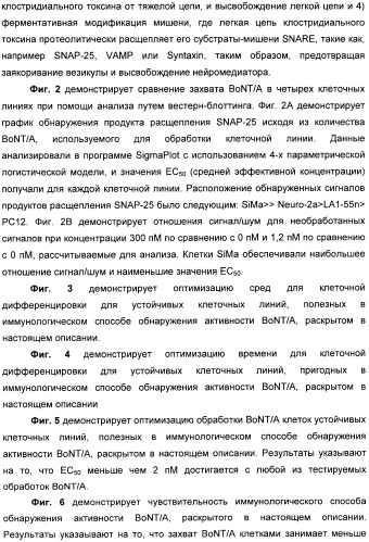 Иммунологические анализы активности ботулинического токсина серотипа а (патент 2491293)