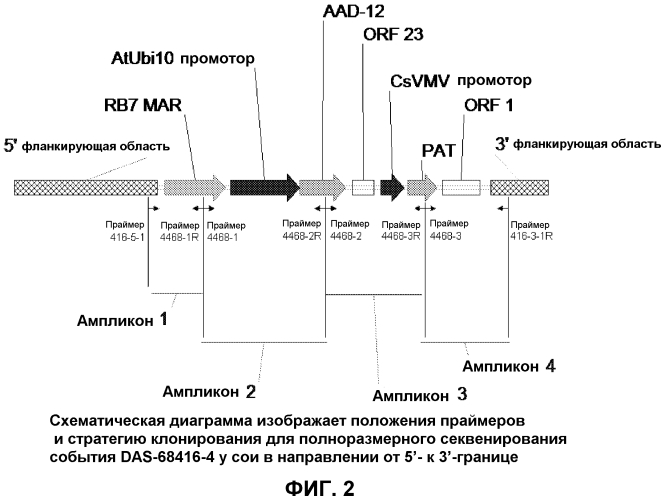 Детектирование aad-12-события 416 у сои (патент 2573898)