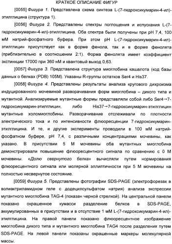 Генетически кодируемые флюоресцентные кумариновые аминокислоты (патент 2473690)