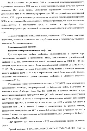 Способ получения фактора, связанного с контролем над потреблением пищи и/или массой тела, полипептид, обладающий активностью подавления потребления пищи и/или прибавления в весе, молекула нуклеиновой кислоты, кодирующая полипептид, способы и применение полипептида (патент 2418002)