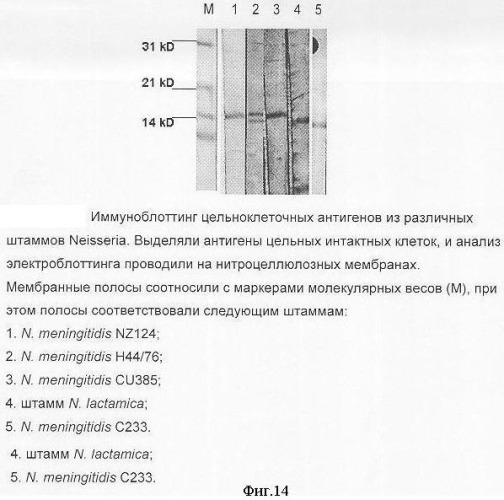 Белок nmb1125 и его применение в фармацевтических композициях (патент 2336900)