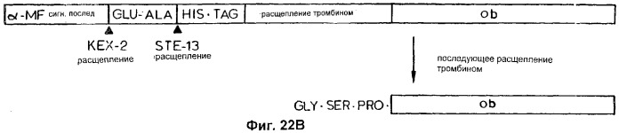 Полипептид ожирения (ов)(варианты), его аналог (варианты) и слитый белок (варианты), изолированная молекула нуклеиновой кислоты, молекула днк, рекомбинантный вектор клонирования, рекомбинантный вектор экспрессии, фармацевтическая композиция, моноклональное и поликлональное антитело (патент 2273645)