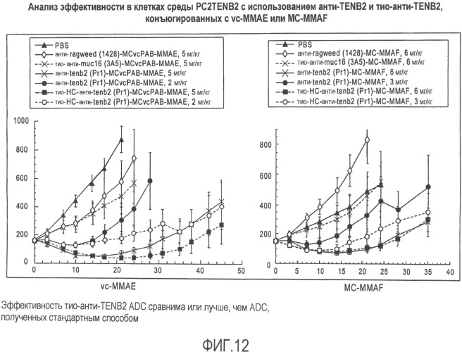 Антитела против tenb2, сконструированные с цистеином, и конъюгаты антитело - лекарственное средство (патент 2505544)