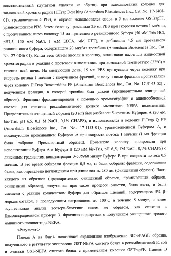 Способ получения фактора, связанного с контролем над потреблением пищи и/или массой тела, полипептид, обладающий активностью подавления потребления пищи и/или прибавления в весе, молекула нуклеиновой кислоты, кодирующая полипептид, способы и применение полипептида (патент 2418002)