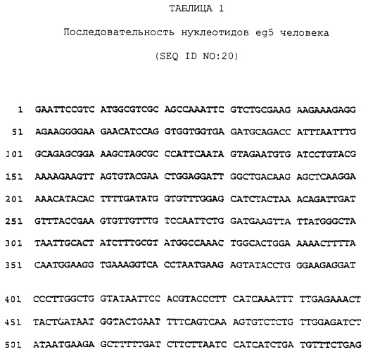 Олигонуклеотиды для ингибирования экспрессии eg5 человека (патент 2249458)