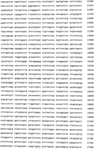 Бактериофаг, обладающий активностью против pseudomonas aeruginosa, белки бактериофага и способы их применения (патент 2580248)