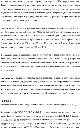 Антитела человека, обладающие активностью связывания c mn и нейтрализации клеточной адгезии (патент 2317998)