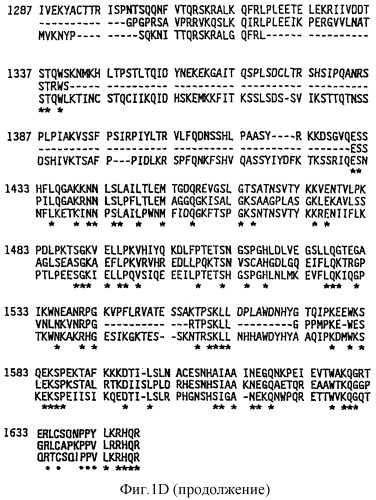 Рекомбинантная молекула днк, кодирующая модифицированный свиной фактор viii (pol 1212), экспрессирующие векторы, модифицированный свиной фактор viii, терапевтическая композиция, способы получения белка модифицированного свиного фактора viii (варианты) и линии клеток (варианты) (патент 2285724)