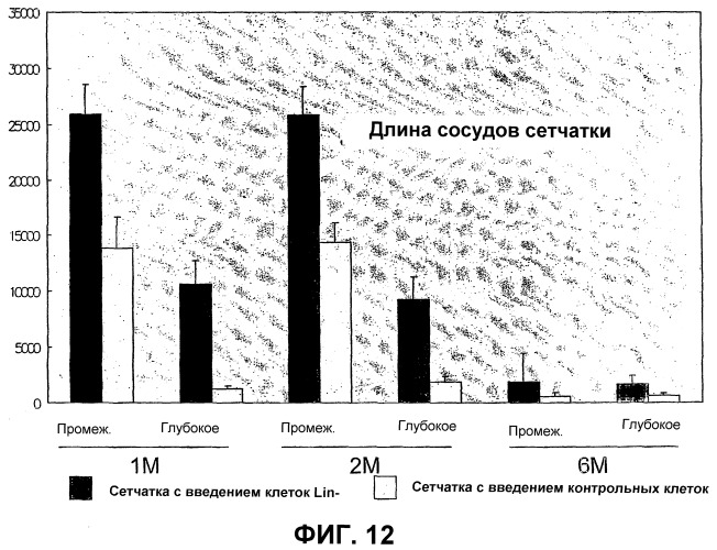 Гематопоэтические стволовые клетки и способы лечения неоваскулярных заболеваний глаз с их помощью (патент 2389497)