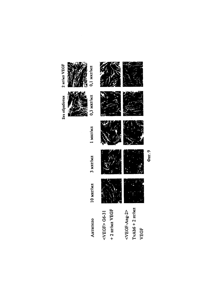 Биспецифические анти-vegf/анти-ang-2 антитела (патент 2640253)