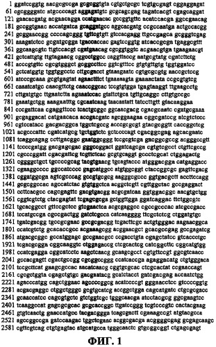 Галактозидаза с активностью альфа-галактозилтрансферазы (патент 2441913)