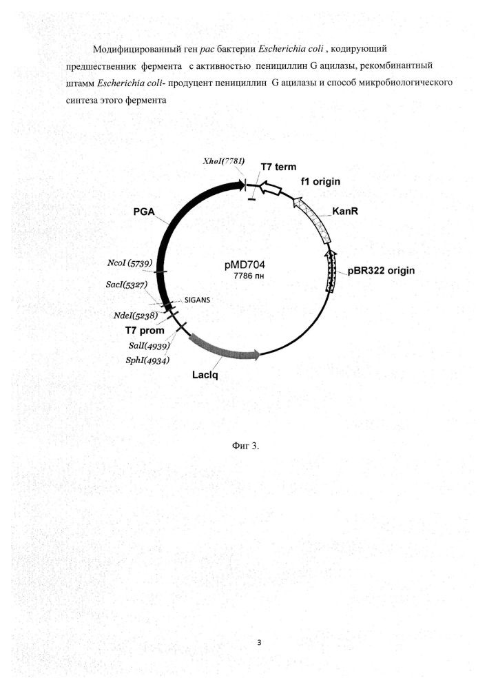 Модифицированный ген рас бактерий escherichia coli, кодирующий предшественник фермента с активностью пенициллин g ацилазы, рекомбинантный штамм escherichia coli - продуцент пенициллин g ацилазы и способ микробиологического синтеза этого фермента (патент 2624022)