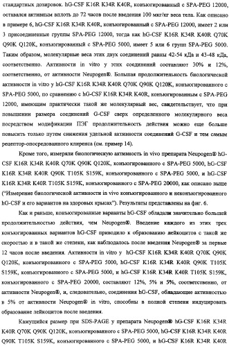 Конъюгаты g-csf (патент 2307126)