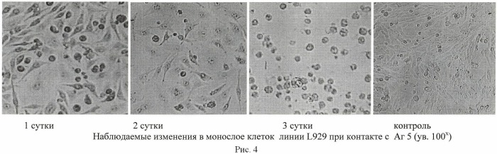 Способ определения цитотоксичности антигенов burkholderia pseudomallei in vitro (патент 2465592)