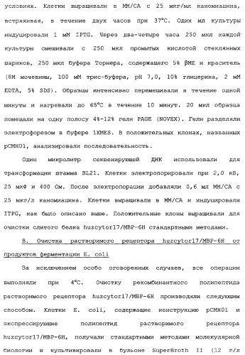 Новый лиганд рецептора цитокина zcytor17 (патент 2360923)