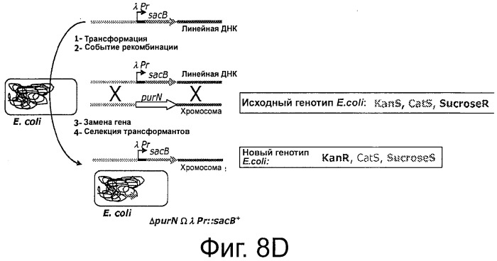 Плазмида без устойчивости к антибиотику (патент 2548809)