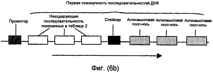 Конструкции нуклеиновой кислоты и способы получения масла с измененным составом из семян (патент 2392795)