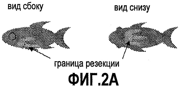 Способ стимуляции регенерации тканей (патент 2480213)