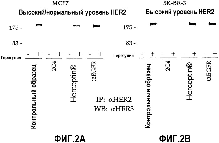 Способы идентификации опухолей, восприимчивых к лечению антителами против erbb2 (патент 2338751)