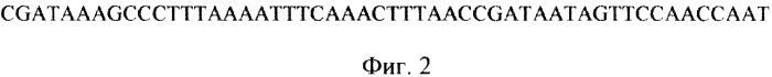 Бактериальный сенсор для детекции изменения ph (патент 2458137)