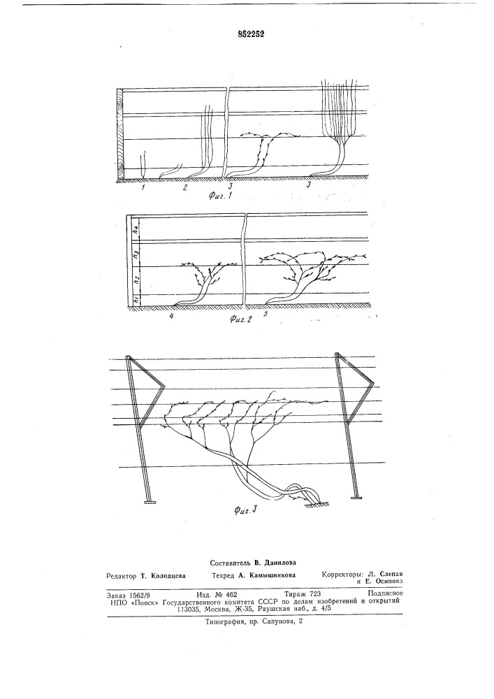 Способ формирования виноградногокуста (патент 852252)