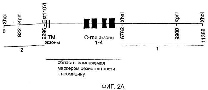 Трансгенные копытные животные, имеющие пониженную активность прионного белка, и их применения (патент 2384059)