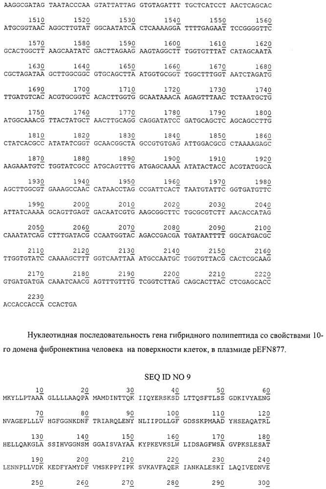 Рекомбинантная плазмидная днк pefn877, детерминирующая экспрессию гибридного полипептида со свойствами 10-го домена фибронектина на поверхности клеток escherichia coli, и штамм бактерий escherichia coli bl21(de3)plyss/pefn877 - продуцент гибридного полипептида со свойствами 10-го домена фибронектина на поверхности клеток (патент 2606014)