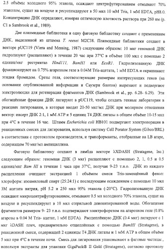 Модифицированная ксиланаза (патент 2394909)