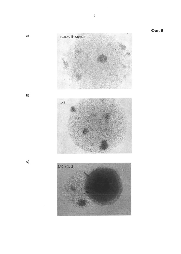 Клетки млекопитающих, экспрессирующие лиганд cd40l, и их применение (патент 2627597)