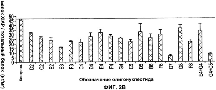 Лечение пролиферативных заболеваний с использованием антисмыслового олигомера iap и химиотерапевтического препарата (патент 2376018)