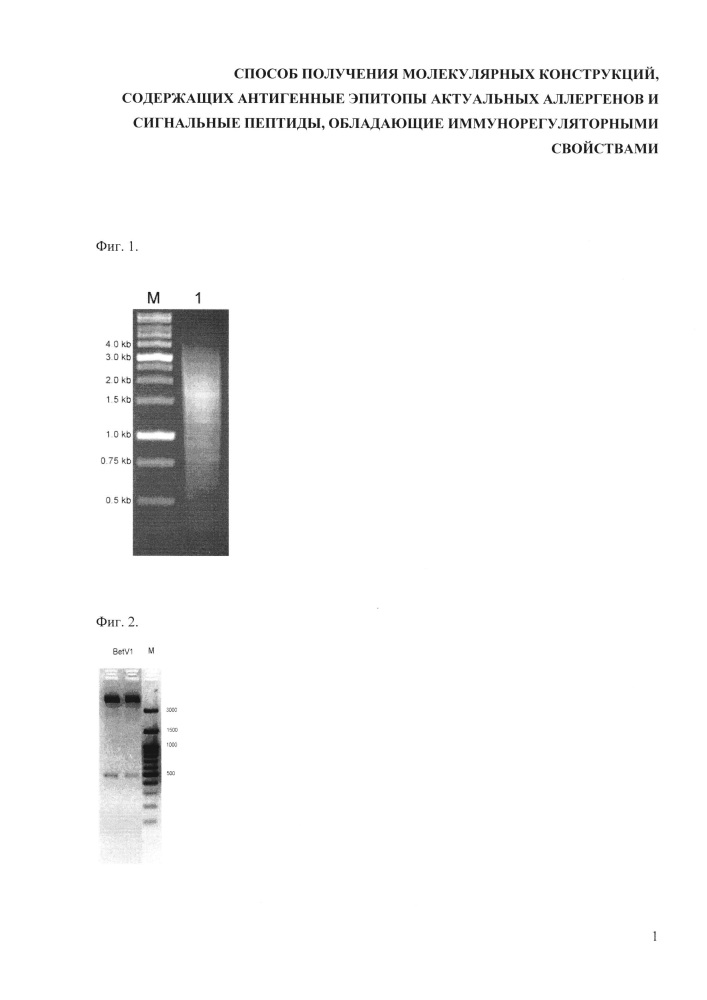 Способы получения молекулярных конструкций, содержащих антигенные эпитопы актуальных аллергенов и сигнальные пептиды, обладающие иммунорегуляторными свойствами (патент 2622004)