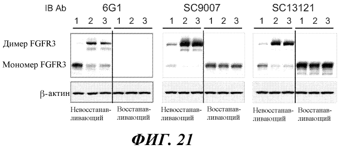 Антитела против fgfr3 и способы их применения (патент 2568066)