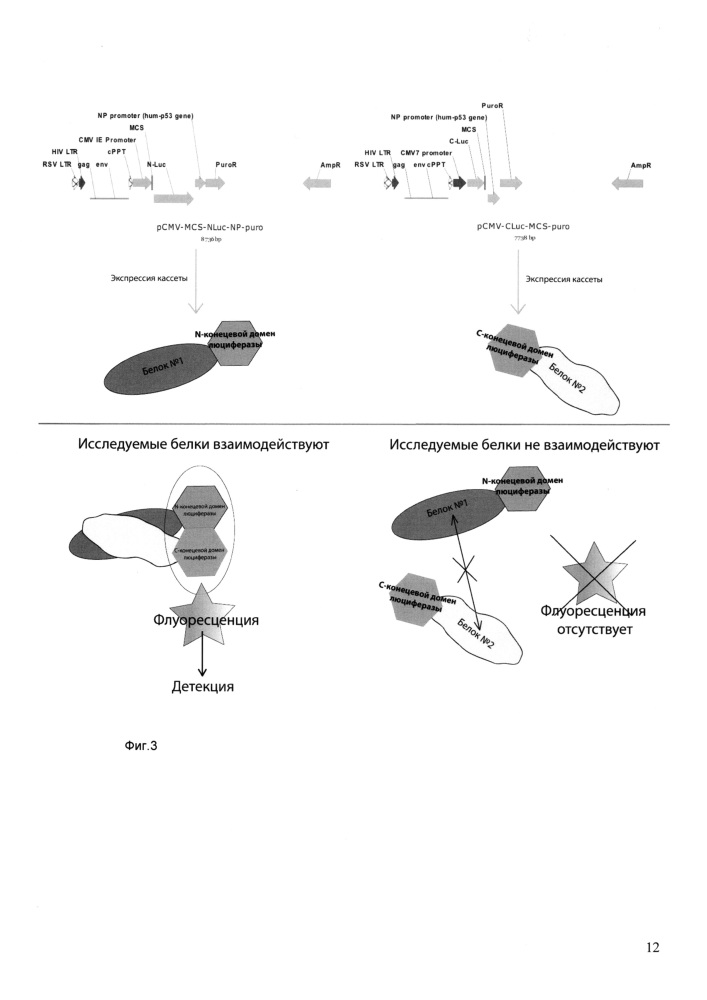 Репортерная система на основе лентивирусных репортерных конструкций для изучения белок-белковых взаимодействий (патент 2639539)