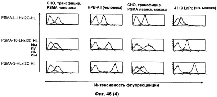 Psma×cd3 биспецифическое одноцепочечное антитело с межвидовой специфичностью (патент 2559531)